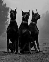 Три добермана
