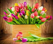 Коробка с большим букетом тюльпанов