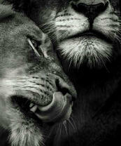 Львиная любовь