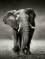 Большой индийский слон