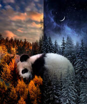 Большая панда в разное время года