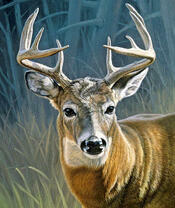 Грациозный олень с ветвистыми рогами