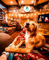 Щенок в доме перед Рождеством