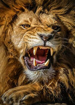 Сердитый рев льва