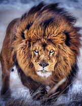 Бегущий грозный лев