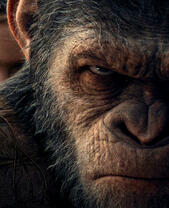 Грозный взгляд шимпанзе