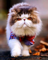 Пушистый кот