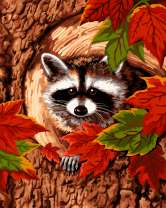 Любопытный енот в дупле