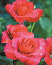 Красные розы в капельках росы