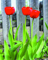 Красные тюльпаны у забора