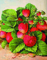 Куст клубники