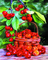 Корзина с вишнями в летнем саду