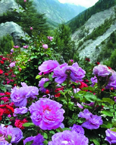 Горная цветочная поляна