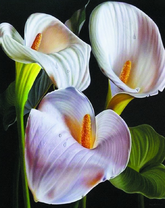 Красивые каллы