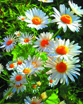 Садовая ромашка в солнечных лучах