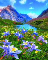 Цветы в альпийском лугу
