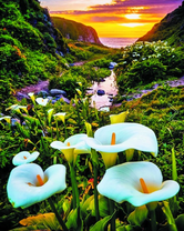 Каллы в горном ущелье у моря