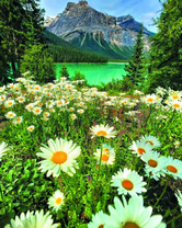 Луговые цветы у горного озера