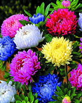 Букет разноцветных астр