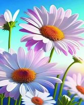 Ромашки в солнечных лучах