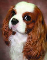 Маленький спаниель