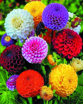 Букет с георгины помпонной