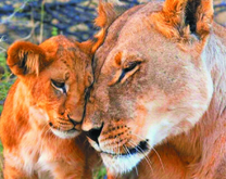 Львица и ее львенок