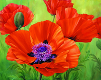 Крупные яркие маки