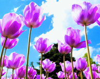 Нежные тюльпаны в солнечных лучах