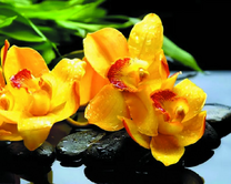 Желтые орхидеи на черных камнях