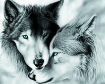 Пара серых волков с голубыми глазами