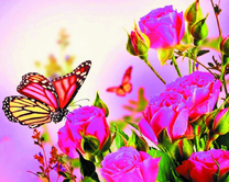 Бабочка над ярко-розовыми розами