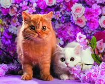 Рыжий и белый котёнок на фоне цветочной стены