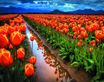Поле тюльпанов среди гор