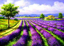 Лаванда в поле