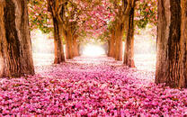 Алея усыпанная розовыми листьями