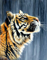 Тигр под дождем