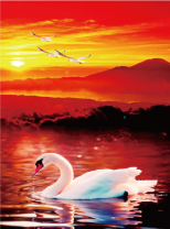 Белоснежный лебедь на фоне заката