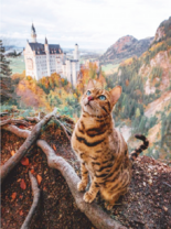 Кот на горе на фоне старинного замка