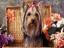 Милый йорк с бантиком и цветочки