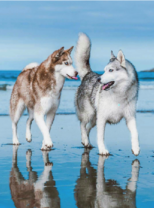 Весёлые хаски на льду