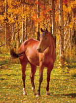 Лошадь в золотых листьях деревьев