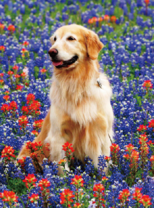 Красивый лабрадор и полевые цветочки