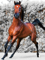 Зимний выгул лошади