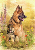 Мама и щенок немецкой овчарки