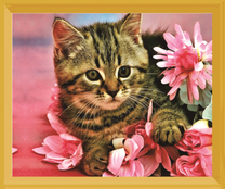 Котенок среди розовых хризантем