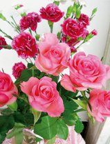 Яркие цветы 