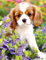 Милый щенок среди летних цветов