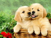 Два пушистых щенка в корзине