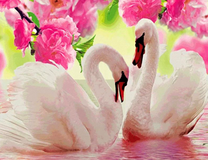 Белые лебеди среди розовых цветов